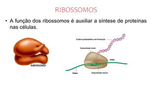 RIBOSSOMOS
• A função dos ribossomos é auxiliar a síntese de proteínas
nas células.
 