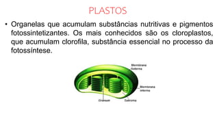 PLASTOS
• Organelas que acumulam substâncias nutritivas e pigmentos
fotossintetizantes. Os mais conhecidos são os cloroplastos,
que acumulam clorofila, substância essencial no processo da
fotossíntese.
 