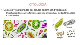CITOLOGIA
• Os seres vivos formados por células podem ser divididos em:
– Unicelulares: Seres vivos formados por uma única célula. Ex: bactérias, algas
e protozoários.
 