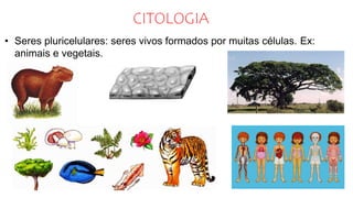 CITOLOGIA
• Seres pluricelulares: seres vivos formados por muitas células. Ex:
animais e vegetais.
 