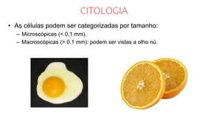 CITOLOGIA
• As células podem ser categorizadas por tamanho:
– Microscópicas (< 0,1 mm).
– Macroscópicas (> 0,1 mm): podem ser vistas a olho nú.
 