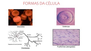 FORMAS DA CÉLULA
Esféricas
Fusiformes (alongadas)
Discóides
Estreladas
 