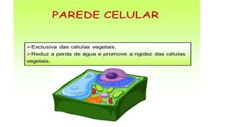 A célula..pptx