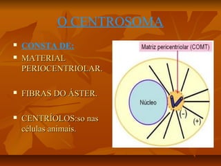 O CENTROSOMA


CONSTA DE:
MATERIAL
PERIOCENTRIOLAR.



FIBRAS DO ÁSTER.



CENTRÍOLOS:so nas
células animais.



 