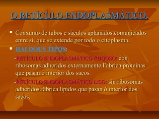 O RETÍCULO ENDOPLASMÁTICO.
Conxunto de tubos e sáculos aplanados.comunicados
entre sí, que se extende por todo o citoplasma.
 HAI DOUS TIPOS:
-RETÍCULO ENDOPLASMÁTICO RUGOSO: con
ribosomas adheridos externamente.Fabrica proteínas
que pasan ó interior dos sacos.
-RETÍCULO ENDOPLASMÁTICO LISO: sin ribosomas
adheridos.fabrica lípidos que pasan ó interior dos
sacos.


 