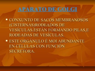 APARATO DE GOLGI




CONXUNTO DE SACOS MEMBRANOSOS
(CISTERNAS)RODEADOS DE
VESÍCULAS.ESTÁN FORMANDO PILAS,E
RODEADAS DE VESÍCULAS.
ESTE ORGÁNULO É MOI ABUNDANTE
EN CÉLULAS CON FUNCIÓN
SECRETORA.

 