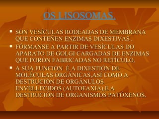 OS LISOSOMAS.






SON VESÍCULAS RODEADAS DE MEMBRANA
QUE CONTEÑEN ENZIMAS DIXESTIVAS .
FÓRMANSE A PARTIR DE VESÍCULAS DO
APARATO DE GOLGI CARGADAS DE ENZIMAS
QUE FORON FABRICADAS NO RETÍCULO.
A SÚA FUNCIÓN É A DIXESTIÓN DE
MOLÉCULAS ORGÁNICAS,ASÍ COMO A
DESTRUCIÓN DE ORGÁNULOS
ENVELLECIDOS (AUTOFAXIA),E A
DESTRUCIÓN DE ORGANISMOS PATÓXENOS.

 