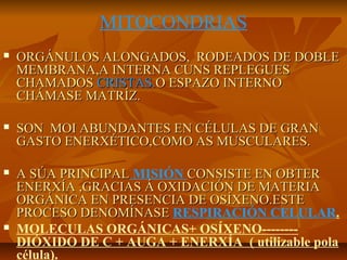 MITOCONDRIAS


ORGÁNULOS ALONGADOS, RODEADOS DE DOBLE
MEMBRANA,A INTERNA CUNS REPLEGUES
CHAMADOS CRISTAS.O ESPAZO INTERNO
CHÁMASE MATRÍZ.



SON MOI ABUNDANTES EN CÉLULAS DE GRAN
GASTO ENERXÉTICO,COMO AS MUSCULARES.



A SÚA PRINCIPAL MISIÓN CONSISTE EN OBTER
ENERXÍA ,GRACIAS Á OXIDACIÓN DE MATERIA
ORGÁNICA EN PRESENCIA DE OSÍXENO.ESTE
PROCESO DENOMÍNASE RESPIRACIÓN CELULAR.
MOLECULAS ORGÁNICAS+ OSÍXENO-------DIÓXIDO DE C + AUGA + ENERXÍA ( utilizable pola
célula).



 