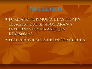 NUCLEOLO




FORMADO POR MOLÉCULAS DE ARN
ribosómico, QUE SE ASOCIARÁN A
PROTEÍNAS ORIXINANDO OS
RIBOSOMAS.
PODE HABER MÁIS DE UN POR CÉLULA.

 