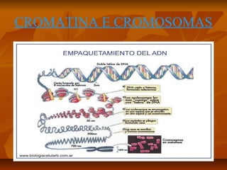 CROMATINA E CROMOSOMAS

 
