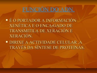 FUNCIÓN DO ADN.




É O PORTADOR A INFORMACIÓN
XENÉTICA E O ENCArGADO DE
TRANSMITILA DE XERACIÓN E
XERACIÓN.
DIRIXE A ACTIVIDADE CELULAR ,A
TRAVÉS DA SÍNTESE DE PROTEÍNAS.

 