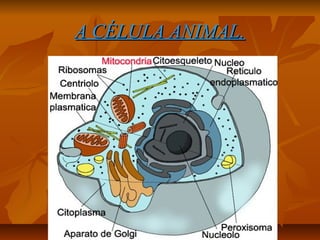 A CÉLULA ANIMAL.

 
