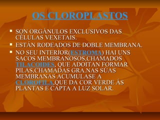 OS CLOROPLASTOS





SON ORGÁNULOS EXCLUSIVOS DAS
CÉLULAS VEXETAIS.
ESTÁN RODEADOS DE DOBLE MEMBRANA.
NO SEU INTERIOR(ESTROMA) HAI UNS
INTERIOR(
SACOS MEMBRANOSOS,CHAMADOS
TILACOIDES, QUE ADOITAN FORMAR
PILAS,CHAMADAS GRA.NAS SÚAS
MEMBRANAS ACUMULASE A
CLOROFILA,QUE DA COR VERDE ÁS
PLANTAS E CAPTA A LUZ SOLAR.

 