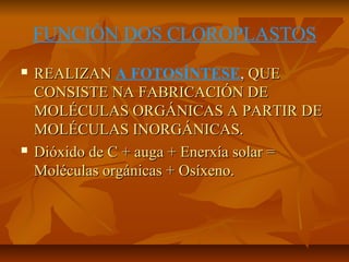 FUNCIÓN DOS CLOROPLASTOS




REALIZAN A FOTOSÍNTESE, QUE
CONSISTE NA FABRICACIÓN DE
MOLÉCULAS ORGÁNICAS A PARTIR DE
MOLÉCULAS INORGÁNICAS.
Dióxido de C + auga + Enerxía solar =
Moléculas orgánicas + Osíxeno.

 