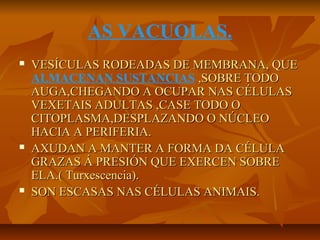 AS VACUOLAS.






VESÍCULAS RODEADAS DE MEMBRANA, QUE
ALMACENAN SUSTANCIAS ,SOBRE TODO
AUGA,CHEGANDO A OCUPAR NAS CÉLULAS
VEXETAIS ADULTAS ,CASE TODO O
CITOPLASMA,DESPLAZANDO O NÚCLEO
HACIA A PERIFERIA.
AXUDAN A MANTER A FORMA DA CÉLULA
GRAZAS Á PRESIÓN QUE EXERCEN SOBRE
ELA.( Turxescencia).
SON ESCASAS NAS CÉLULAS ANIMAIS.

 