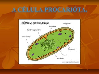 A CÉLULA PROCARIÓTA.

 