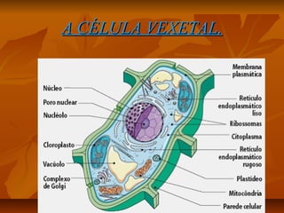 A CÉLULA VEXETAL.

 