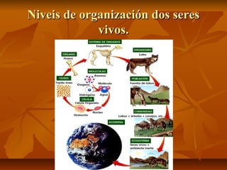 Niveis de organización dos seres
vivos.

 