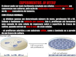 EXPERIMENTOS IN VITRO
O câncer pode ser mais facilmente estudado em células transformadas em
cancerosas nas culturas, pela ação de moléculas cancerígenas, de radiação
ou de vírus causadores de tumores.
COM CÉLULAS NORMAIS:
- se dividem apenas um determinado número de vezes, geralmente 50 a 60.
Exibem o fenômeno de inibição por contato, isto é, profiferam até formarem
uma camada de uma célula de espessura sobre a superfície do frasco de
cultivo, quando entram na fase G-zero do ciclo celular.
- só proliferam aderidas a um substrato sólido, como a lamínula ou a parede
de um frasco de cultura.
 
