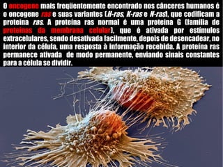 O oncogene mais freqüentemente encontrado nos cânceres humanos é
o oncogene ras e suas variantes (H-ras, K-ras e N-ras), que codificam a
proteína ras. A proteína ras normal é uma proteína G (família de
proteínas da membrana celular), que é ativada por estímulos
extracelulares, sendo desativada facilmente, depois de desencadear, no
interior da célula, uma resposta à informação recebida. A proteína ras
permanece ativada de modo permanente, enviando sinais constantes
para a célula se dividir.
 