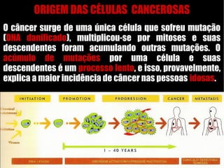 ORIGEM DAS CÉLULAS CANCEROSAS
O câncer surge de uma única célula que sofreu mutação
(DNA danificado), multiplicou-se por mitoses e suas
descendentes foram acumulando outras mutações. O
acúmulo de mutações por uma célula e suas
descendentes é um processo lento, e isso, provavelmente,
explica a maior incidência de câncer nas pessoas idosas.
 