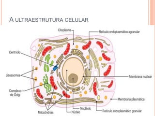 A ULTRAESTRUTURA CELULAR
 