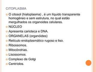 CITOPLASMA
 O citosol (hialoplasma) , é um líquido transparente
homogêneo e sem estrutura, no qual estão
mergulhados os organoides celulares.
 NÚCLEO
 Apresenta carioteca e DNA.
 ORGANELAS (organóides)
 Retículo endoplasmático rugoso e liso.
 Ribossomos.
 Mitocôndrias.
 Lisossomos.
 Complexo de Golgi
 Centríolos.
 