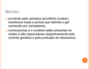 NÚCLEO
 envolvido pela carioteca (envoltório nuclear),
membrana dupla e porosa que delimita o gel
conhecido por carioplasma.
 cromossomos e o nucléolo estão presentes no
núcleo e são responsáveis respectivamente pelo
controle genético e pela produção de ribossomos.
 