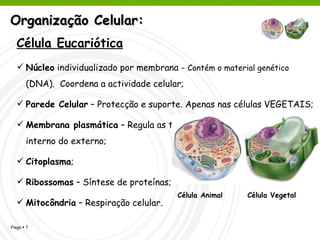 Organização Celular: Célula Eucariótica Núcleo  individualizado por membrana -  Contém o material genético  (DNA).  Coordena a actividade celular; Parede Celular  – Protecção e suporte. Apenas nas células VEGETAIS; Membrana plasmática  – Regula as trocas e separa o meio celular interno do externo; Citoplasma ; Ribossomas  – Síntese de proteínas; Mitocôndria  – Respiração celular. Exemplo:  Plantas, Animais, Fungos e Protistas Célula Animal  Célula Vegetal 