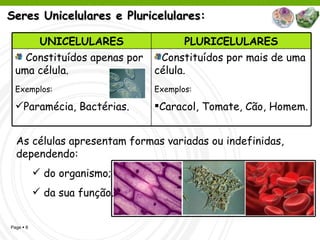 Seres Unicelulares e Pluricelulares: As células apresentam formas variadas ou indefinidas, dependendo: do organismo; da sua função. Constituídos por mais de uma célula. Exemplos:   Caracol, Tomate, Cão, Homem. Constituídos apenas por uma célula. Exemplos:   Paramécia, Bactérias. PLURICELULARES UNICELULARES 