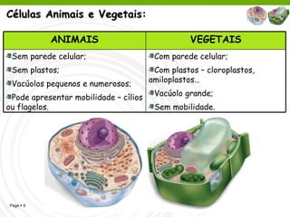 Células Animais e Vegetais: Com parede celular; Com plastos – cloroplastos, amiloplastos… Vacúolo grande; Sem mobilidade. Sem parede celular; Sem plastos; Vacúolos pequenos e numerosos; Pode apresentar mobilidade – cílios ou flagelos. VEGETAIS ANIMAIS 