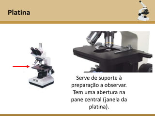 Platina




            Serve de suporte à
          preparação a observar.
           Tem uma abertura na
          pane central (janela da
                 platina).
 