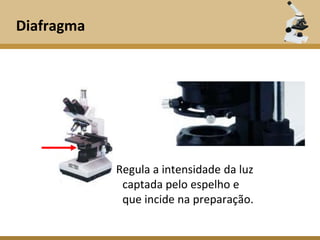 Diafragma




            Regula a intensidade da luz
             captada pelo espelho e
             que incide na preparação.
 