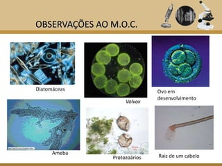 OBSERVAÇÕES AO M.O.C.




Diatomáceas                   Ovo em
                              desenvolvimento
                    Volvox




      Ameba
               Protozoários   Raiz de um cabelo
 