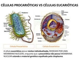 CÉLULAS PROCARIÓTICAS VS CÉLULAS EUCARIÓTICAS




 A célula eucariótica possui núcleo individualizado, RODEADO POR UMA
 MEMBRANA NUCLEAR, enquanto que a procariótica não possui MEMBRANA
 NUCLEAR estando o material genético espalhado pelo citoplasma.
 