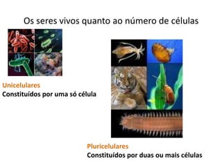 Os seres vivos quanto ao número de células




Unicelulares
Constituídos por uma só célula




                           Pluricelulares
                           Constituídos por duas ou mais células
 