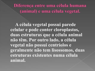 A célula vegetal possui parede
celular e pode conter cloroplastos,
duas estruturas que a célula animal
não têm. Por outro lado, a célula
vegetal não possui centríolos e
geralmente não tem lisossomos, duas
estruturas existentes numa célula
animal.
 