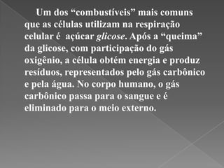 Um dos “combustíveis” mais comuns
que as células utilizam na respiração
celular é açúcar glicose. Após a “queima”
da glicose, com participação do gás
oxigênio, a célula obtém energia e produz
resíduos, representados pelo gás carbônico
e pela água. No corpo humano, o gás
carbônico passa para o sangue e é
eliminado para o meio externo.
 
