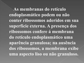 As membranas do retículo
endoplasmático podem ou não
conter ribossomos aderidos em sua
superfície externa. A presença dos
ribossomos confere á membrana
do retículo endoplasmático uma
aparência granulosa; na ausência
dos ribossomos, a membrana exibe
uma aspecto liso ou não granuloso.
 