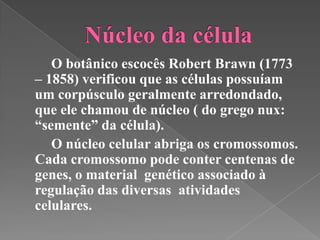 O botânico escocês Robert Brawn (1773
– 1858) verificou que as células possuíam
um corpúsculo geralmente arredondado,
que ele chamou de núcleo ( do grego nux:
“semente” da célula).
   O núcleo celular abriga os cromossomos.
Cada cromossomo pode conter centenas de
genes, o material genético associado à
regulação das diversas atividades
celulares.
 