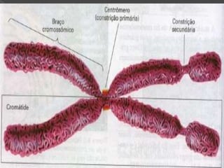 A célula uma visão geral