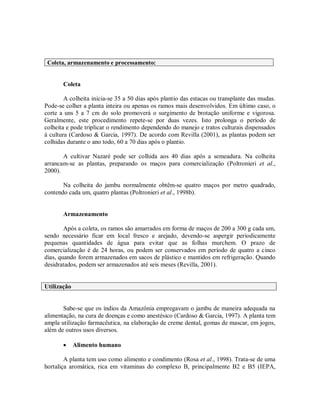 Coleta, armazenamento e processamento:
Coleta
A colheita inicia-se 35 a 50 dias após plantio das estacas ou transplante das mudas.
Pode-se colher a planta inteira ou apenas os ramos mais desenvolvidos. Em último caso, o
corte a uns 5 a 7 cm do solo promoverá o surgimento de brotação uniforme e vigorosa.
Geralmente, este procedimento repete-se por duas vezes. Isto prolonga o período de
colheita e pode triplicar o rendimento dependendo do manejo e tratos culturais dispensados
à cultura (Cardoso & Garcia, 1997). De acordo com Revilla (2001), as plantas podem ser
colhidas durante o ano todo, 60 a 70 dias após o plantio.
A cultivar Nazaré pode ser colhida aos 40 dias após a semeadura. Na colheita
arrancam-se as plantas, preparando os maços para comercialização (Poltronieri et al.,
2000).
Na colheita do jambu normalmente obtêm-se quatro maços por metro quadrado,
contendo cada um, quatro plantas (Poltronieri et al., 1998b).
Armazenamento
Após a coleta, os ramos são amarrados em forma de maços de 200 a 300 g cada um,
sendo necessário ficar em local fresco e arejado, devendo-se aspergir periodicamente
pequenas quantidades de água para evitar que as folhas murchem. O prazo de
comercialização é de 24 horas, ou podem ser conservados em período de quatro a cinco
dias, quando forem armazenados em sacos de plástico e mantidos em refrigeração. Quando
desidratados, podem ser armazenados até seis meses (Revilla, 2001).
Utilização
Sabe-se que os índios da Amazônia empregavam o jambu de maneira adequada na
alimentação, na cura de doenças e como anestésico (Cardoso & Garcia, 1997). A planta tem
ampla utilização farmacêutica, na elaboração de creme dental, gomas de mascar, em jogos,
além de outros usos diversos.
 Alimento humano
A planta tem uso como alimento e condimento (Rosa et al., 1998). Trata-se de uma
hortaliça aromática, rica em vitaminas do complexo B, principalmente B2 e B5 (IEPA,
 
