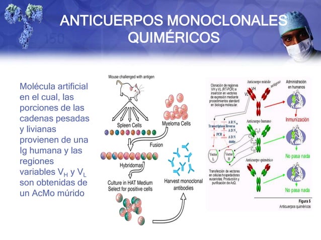 Anticuerpos Monoclonales Anticuerpos Monoclonales