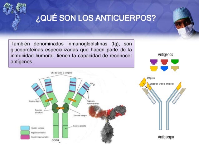 Durante que tiempo salen las lombrices