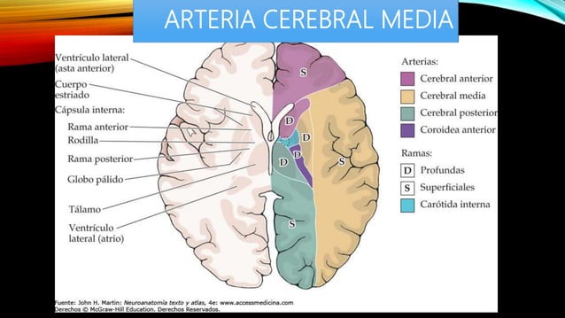 arteria cerebral media