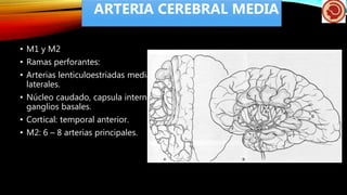 • M1 y M2
• Ramas perforantes:
• Arterias lenticuloestriadas mediales y
laterales.
• Núcleo caudado, capsula interna
ganglios basales.
• Cortical: temporal anterior.
• M2: 6 – 8 arterias principales.
ARTERIA CEREBRAL MEDIA
 