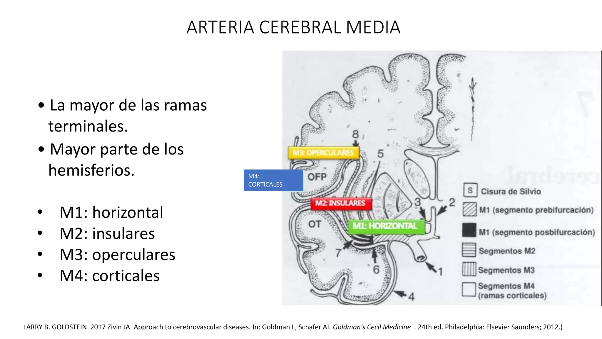 ARTERIA CEREBRAL MEDIA PPT