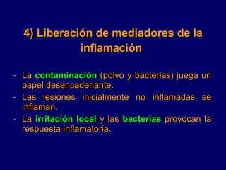 4) Liberación de mediadores de la inflamación   <ul><li>La  contaminación  (polvo y bacterias) juega un papel desencadenan...