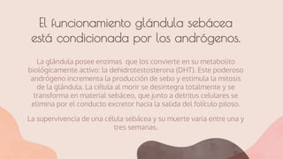 El funcionamiento glándula sebácea
está condicionada por los andrógenos.
La glándula posee enzimas que los convierte en su metabolito
biológicamente activo: la dehidrotestosterona (DHT). Este poderoso
andrógeno incrementa la producción de sebo y estimula la mitosis
de la glándula. La célula al morir se desintegra totalmente y se
transforma en material sebáceo, que junto a detritus celulares se
elimina por el conducto excretor hacia la salida del folículo piloso.
La supervivencia de una célula sebácea y su muerte varia entre una y
tres semanas.
 