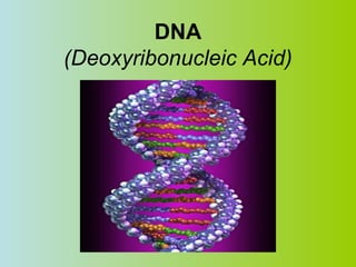 DNA
(Deoxyribonucleic Acid)

 